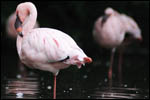 photo Flamant rose